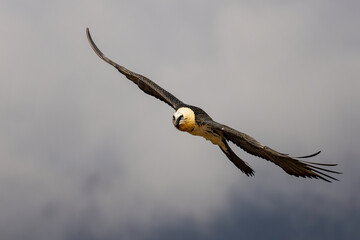 Majestic bearded vulture flying with wings extended in the sky