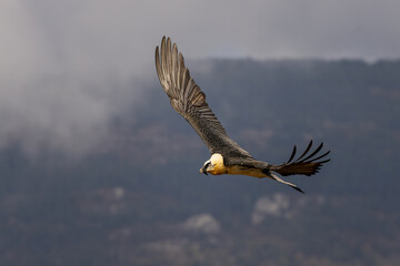 Majestic bearded vulture flying with wings extended in the sky