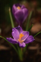 Fototapeta premium two purple crocuses, one has a single yellow stamen
