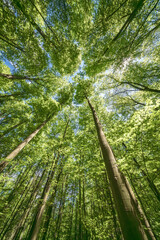 Fototapety na wymiar - Fototapeta24.pl