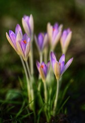 Obraz premium crocus blooming in the grass, close up