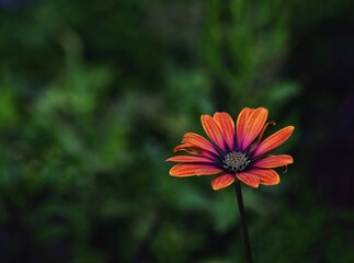 a single orange flower stands tall over a green background,