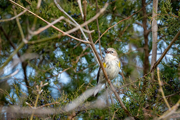 a small bird in the branches of a tree, sitting with its wings open