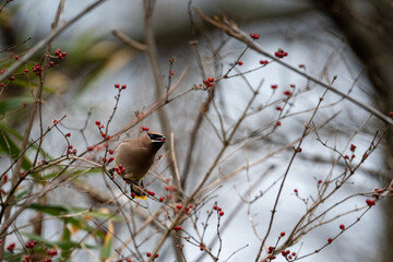 a bird is sitting on top of a branch in a tree