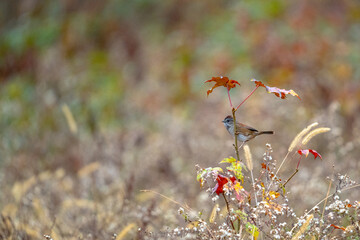 a small bird perched on top of a leaf covered tree