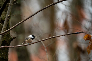 a bird perched on a tree limb with leaves around it