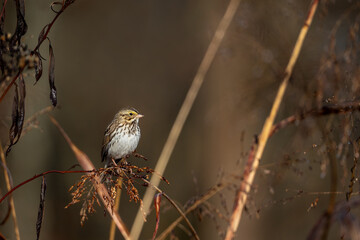 a small brown bird perched on top of a brown tree branch
