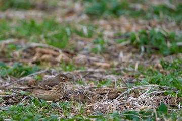 a bird standing on top of a grass covered ground near leaves