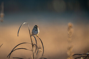 a bird sits on top of a tall plant in the sunset