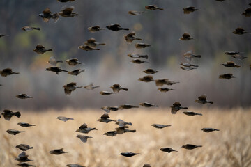 the birds are flying and getting ready to take off in the field
