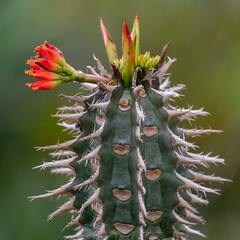 Blooming cactus with sharp spikes.