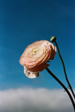Beautiful pink flower in the sky