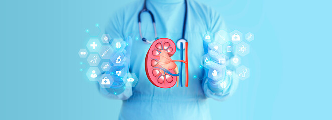 Nephrologist studies and analyzes the kidney. Hologram of the inside of a kidney. Doctor with...