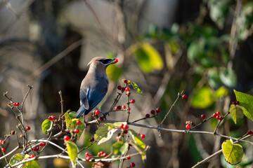 American waxwing (Bombycilla cedrorum) perched on branch with red berries