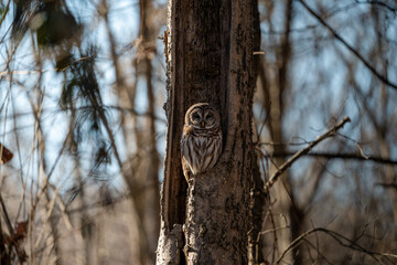 Spotted owl (Strix varia) perched in a forest tree