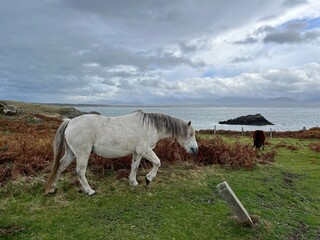 Horses grazing in a green meadow on a cloudy day. Newborough, Anglesey