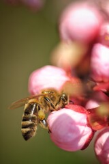 Pszczoła na kwiatku