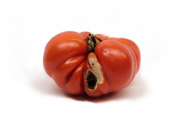 Pomidor
