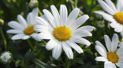 Fototapeta premium The delicate petals of a dainty daisy mirror the lightness of an electron in the garden.