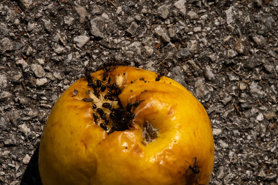 Yellow apple with small ants.