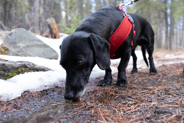 Dog drinking water in the mountains