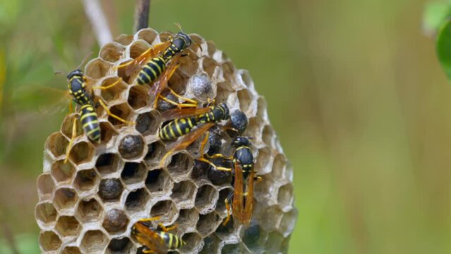 Closeup shot of bees on the Honeycomb against blur background