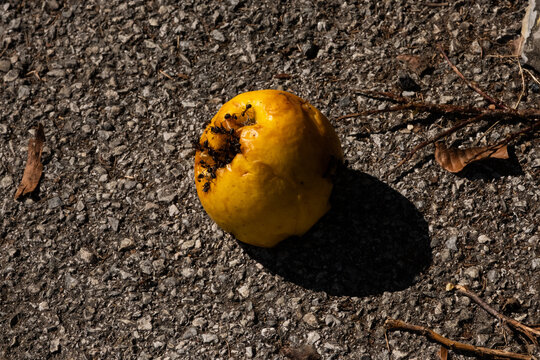 Yellow apple with small ants.