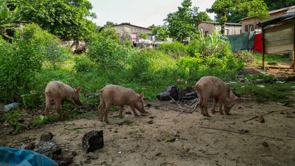 Pigs searching for food in a african village,