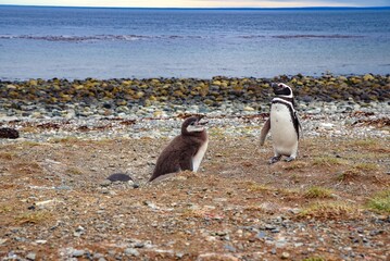 Obraz premium two penguins sitting on the ground next to the water and rocks