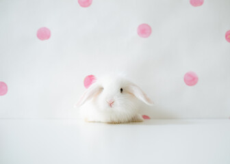 white bunny sits on a white background 
