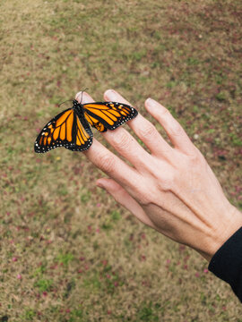 Butterfly on Woman's Hand