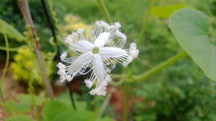 a white flower with long leaves around it's stem