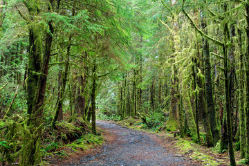 Lush forest and a trail in Port Renfrew, Vancouver Island, British Columbia, Canada