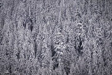 Snow covering trees on a mountainside in Port Renfrew, Vancouver Island, British Columbia, Canada
