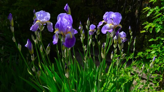 Blue large iris flowers close-up in a flowerbed in a small town.   B roll