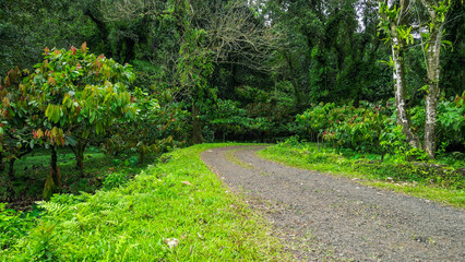 Obraz premium a dirt road going through a wooded area with lots of green trees