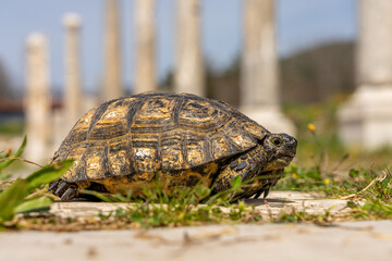 Tortoise Among the Ruins: Ancient Beauty and Wildlife at Aphrodisias, Turkey - A Unique Blend of Nature and History