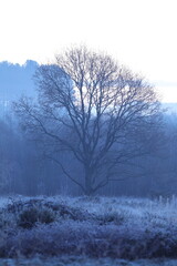 Fototapeta premium Isolated tree standing in the grass, on a snowy hill
