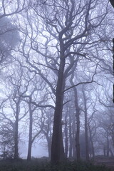 Dense autumn forest shrouded in fog on a cold afternoon