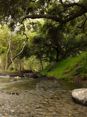 river in the forest
