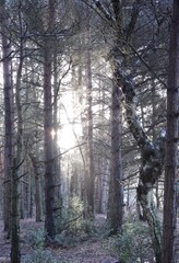 Autumn forest with scattered fallen leaves