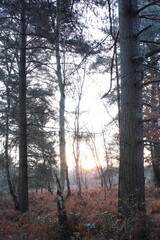 Sun shining through forest trees