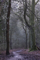 Damp trail covered in dense foliage, creating a wet appearance