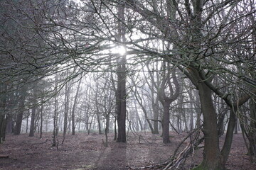 Scenic view of barren trees and lush greenery in a field