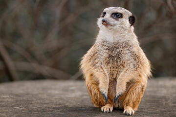 Fototapeta premium Small meerkat perched on a rock