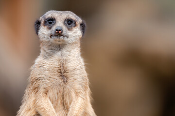 Meerkat standing in its natural habitat