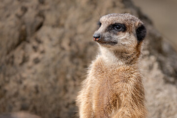 Meerkat standing near large rocks in its natural habitat