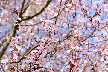 Closeup of flowers blooming on a tree in a garden in Victoria, British Columbia, Canada