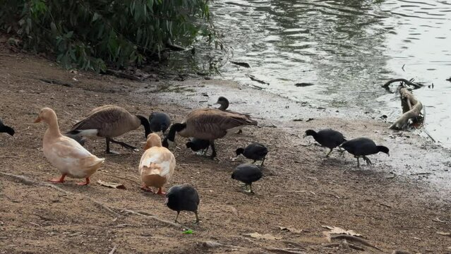 Footage of two yellow ducks and two grey ducks with their ducklings on the lake shore.