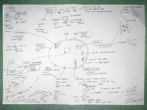 Cell Biology